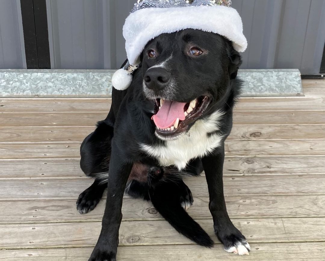 Christmas message and closure period for New Look Shed City 2022. Dog with Santa hat in front of display shed.